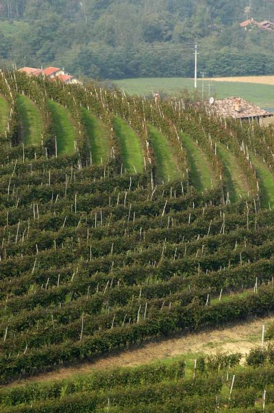 Barbera e Dolcetto: incontro della filiera vitivinicola.Condivisa opportunità di azioni di sostegno