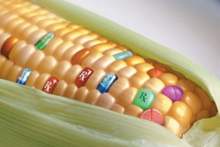OGM: IL PIEMONTE RIBADISCE IL SUO NO