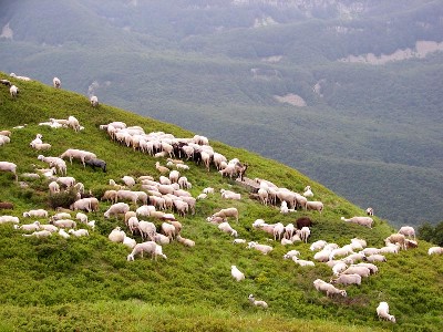 RISOLUZIONE SUL PASCOLAMENTO DA PARTE DI TERZI