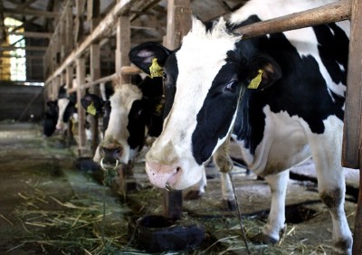 Lactalis non ritira il latte dalle stalle: gesto inaccettabile