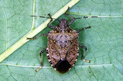 Infestazioni di Popilia Japonica e Cimice asiatica.