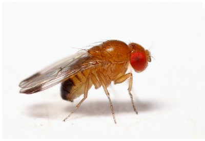 DROSOPHILA SUZUKII  UN PERICOLO PER I PICCOLI FRUTTI