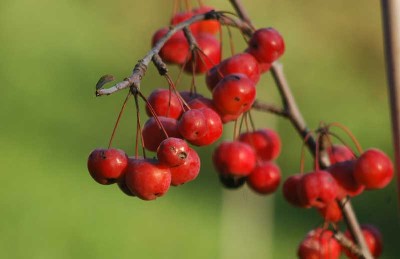 Lotta alla Drosophila Suzukii, il parassita dei piccoli frutti