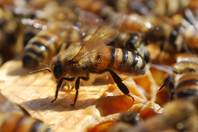 Un Odg per definire le tariffe di registrazione dell’anagrafe apistica nazionale