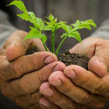 AGEVOLAZIONI ISMEA PER L'INSEDIAMENTO DI GIOVANI IN AGRICOLTURA