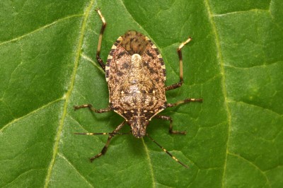 AL VIA L'AZIONE DEL FONDO PER IL SOSTEGNO EMERGENZA CIMICE ASIATICA