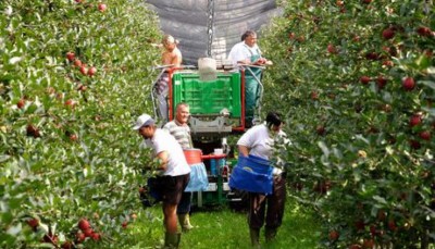 GESTIONE DEI PROBLEMI DI MANODOPERA E LAVORO IN AGRICOLTURA: ALCUNE CONSIDERAZIONI