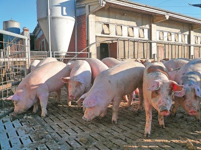 FOSSANO: PECCATO PER LA MANIFESTAZIONE DI PARTE PER LA SUINICOLTURA