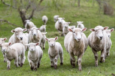 LATTE OVINO. FINANZIAMENTO DEI CONTRATTI DI FILIERA E DI DISTRETTO