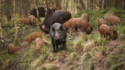 LA CORTE COSTITUZIONALE AFFERMA LA CENTRALITA’ DEL CONTROLLO DELLA FAUNA