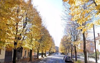 ABBATTIMENTO DEI TIGLI DI CORSO COLOMBO A FOSSANO. RISORSE NATURALI PREZIOSE E DA PRESERVARE