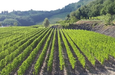 SOSTEGNO AL SETTORE OLIVICOLO E VITIVINICOLO