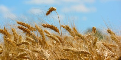 PRODUZIONE CEREALICOLA IN AFFANNO: IL SENATORE TARICCO INTERROGA IN SENATO IL MINISTRO PATUANELLI