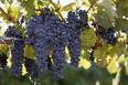 Aperto il bando per la cooperazione vitivinicola: favorite le aggregazioni per competere sui mercati