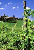 Varato il piano 2007 contro la flavescenza dorata della vite: nuovi monitoraggi su tutto il territor