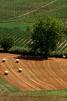 Revisione estimi catastali dei terreni agricoli: soddisfazione di Taricco per la proroga