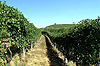 Vitivinicolo: gli esiti del bando per le cantine (legge 95)