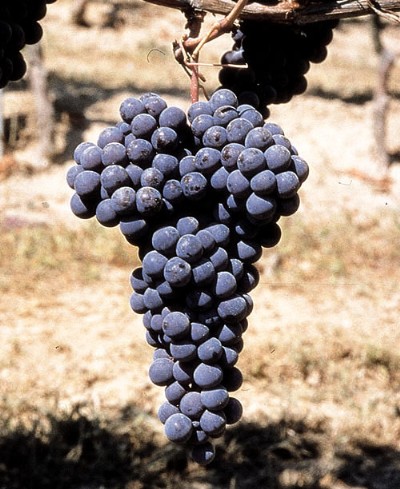Verso la nuova DOC Alba: approvata dal Comitato vitivinicolo regionale