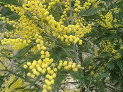 8 marzo : festa della donna .  Auguri , di cuore